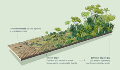 Un disegno mostra un’area deforestata per uso agricolo e poi abbandonata. Dieci anni dopo il terreno può tornare a essere idoneo per la crescita della foresta. Cento o più anni dopo è possibile che si sia rigenerata una foresta di alberi adulti.