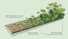 Ilustrasi yang menunjukkan sebuah hutan gundul yang tadinya dipakai sebagai lahan pertanian. Sepuluh tahun kemudian, tanah menjadi subur lagi. Seratus tahun kemudian atau lebih, hutan diperkirakan kembali rimbun.