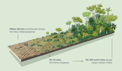 Pavaizduota, kaip iškirstas miško plotas, kuriame nebevykdoma ūkinė veikla, atgyja. Per dešimt metų dirva atsigauna. Per šimtą suvirš metų atauga naujas sveikas miškas.