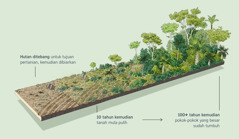 Gambar rajah menunjukkan kawasan hutan yang ditebang untuk tujuan pertanian dan kemudiannya dibiarkan. Sepuluh tahun kemudian, tanah di situ dapat pulih. Sekitar 100 tahun kemudian, hutan dengan pokok-pokok yang besar dijangka muncul semula.