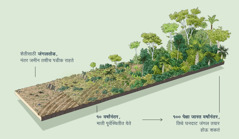 या चित्रात दाखवलंय की एका ठिकाणी शेतीसाठी जंगलतोड झाली आहे, मग नंतर ती जमीन तशीच पडीक राहते. दहा वर्षांनंतर तिथली माती पूर्वस्थितीत येते. शंभर किंवा जास्त वर्षांनंतर तिथे घनदाट जंगल उगवू शकतं.