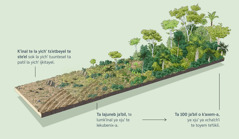 Dibujo te ya yakʼ ta ilel te kʼinal te ijkitaybil banti la yichʼ tsʼetel teʼetik yuʼun ay bin ya yichʼ tsʼunel tey-a, ta patil maba la yichʼix tuuntesel. Ta lajuneb jaʼbil, te lumkʼinal lekubenix-a. Ta 100 jaʼbil o kʼaxem-a, ya xjuʼ ya xchaʼchʼi te toyem teʼtikil.