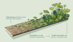 Nákres vyklčovaného územia, ktoré bolo premenené na pole a neskôr opustené; po 10 rokoch je už pôda zregenerovaná; po 100 a viac rokoch les tvoria už dospelé stromy