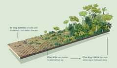 En illustration som visar ett område som har avskogats för att bli jordbruksmark och som sedan övergetts. Tio år senare kan marken ha återhämtat sig, och efter drygt hundra år kan man vänta sig en fullvuxen skog igen.