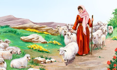 Raquel cuida das ovelhas de seu pai