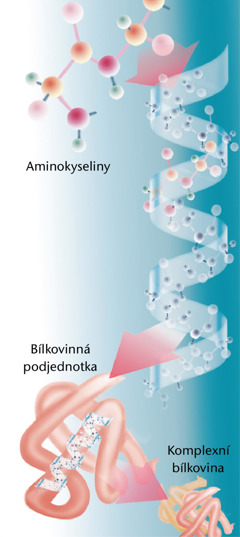 Části typické bílkoviny