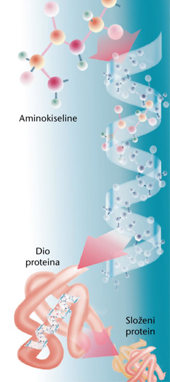 Dijelovi proteina