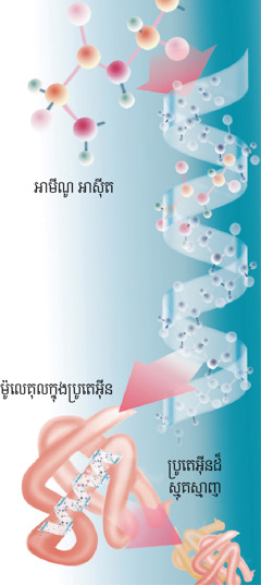 របត់នៃប្រូតេអ៊ីនធម្មតាមួយ