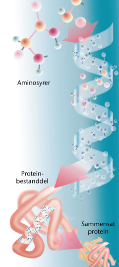 Dele af et almindeligt protein