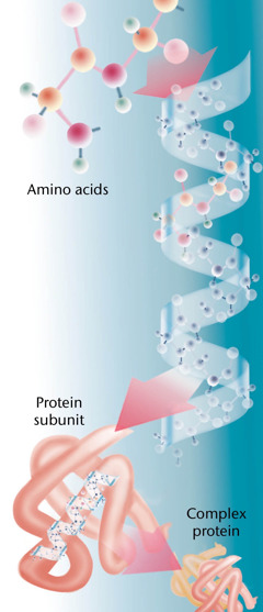 Bestandteile eines Proteins