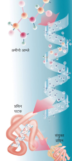 Parts of a typical protein