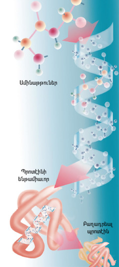 Պրոտէինի մը մասերըParts of a typical protein