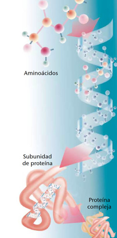 Componentes de una proteína típica