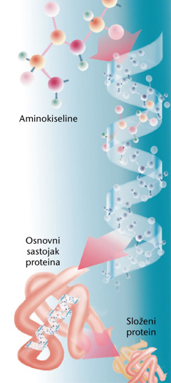 Delovi proteina