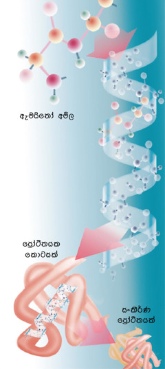 ප්‍රෝටීනයක කොටස්