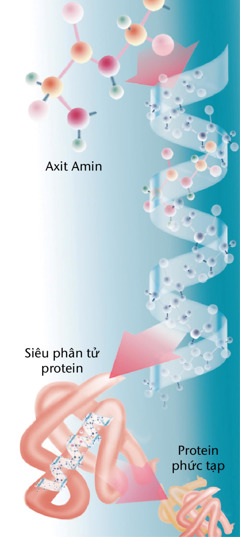 Những phần của một protein thông thường