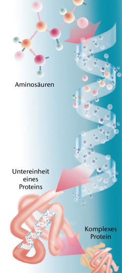 Bestandteile eines Proteins