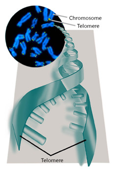 Telomery a chromozomy