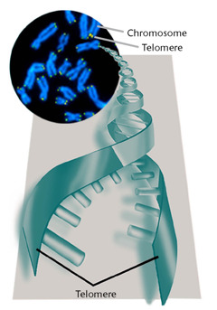 Telomeres and chromosomes