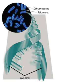 Telomeres kɛ chromosomes