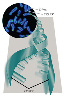 テロメアと染色体