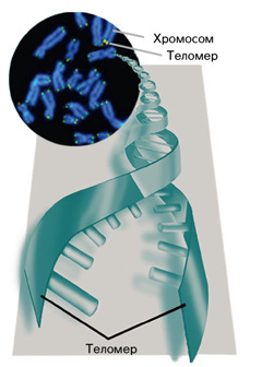 Теломер болон Хромосом
