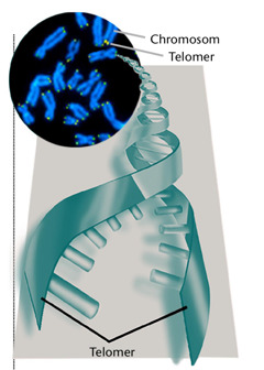 Telomery i chromosomy