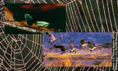 Design and instinct in God’s animal creatures: a spider web, orderly ants carrying cut leaves, geese migrating together
