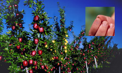 Küçük bir elma çekirdeği ve meyve dolu elma ağaçları