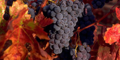 Clusters of ripe grapes on the vine