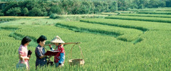 Jehovah’s Witnesses preach to a woman in a rice field