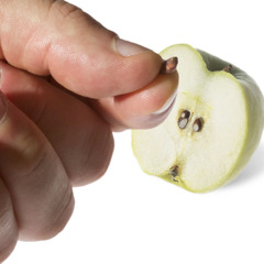 Una semilla de manzana