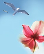 Duas gaivotas voando pelo céu, e uma flor.