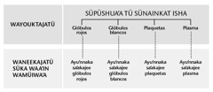 Isha, ayuʼnnaka sünainjee tü pienchisü kasa sünainka tü ishakat, ayuʼnnaka saʼakajee isha