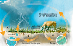 El cicle del nitrogen