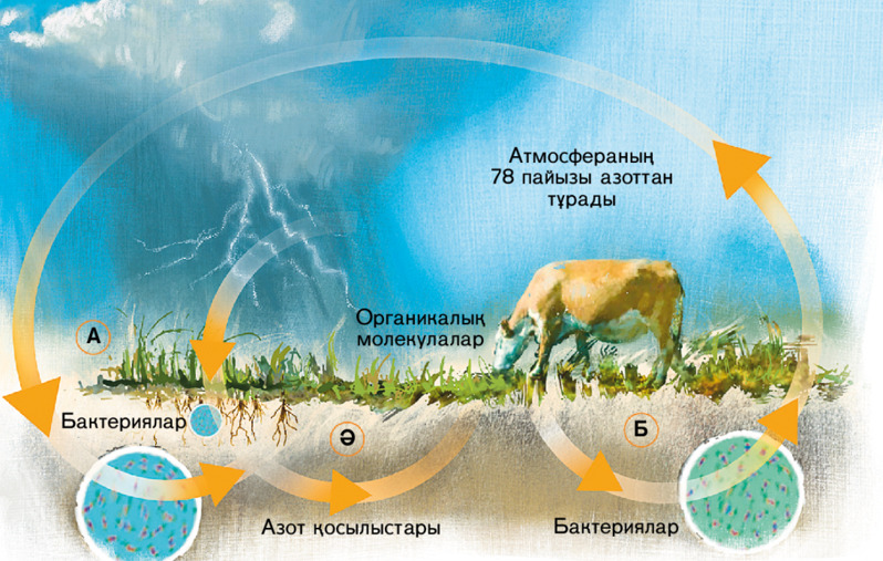 Азот айналымы[9-беттегі сызба]