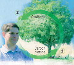 Ang siklo sa carbon dioxide ug oksiheno