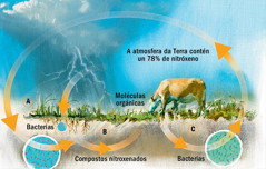 O ciclo do nitróxeno