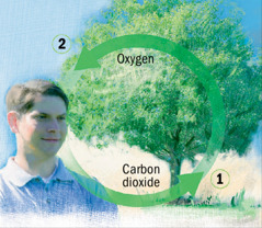 Carbon dioxide tan oxygen cycle