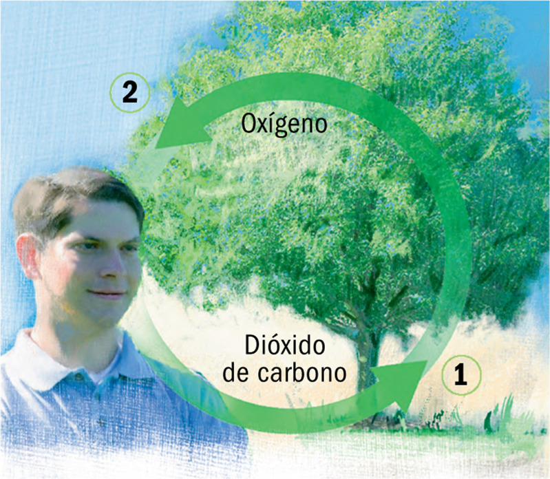 Los ciclos del dióxido de carbono y del oxígeno