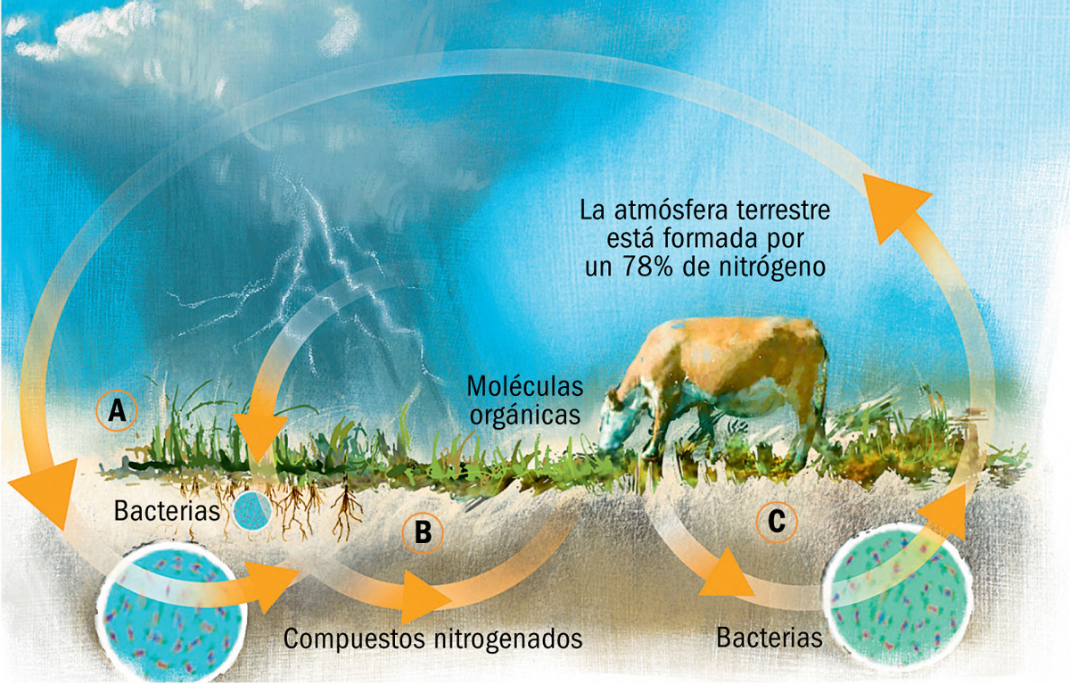 El ciclo del nitrógeno