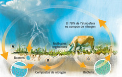 El cicle del nitrogen