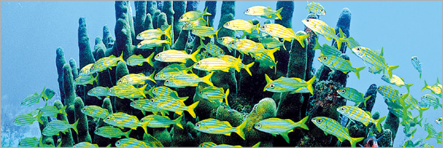 Fish in a coral reef