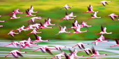 Flamingóar á flugi.