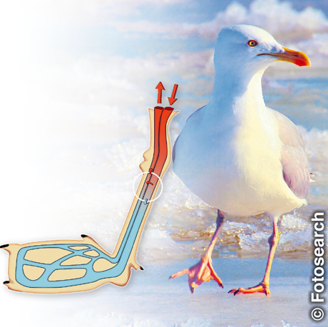 The countercurrent heat exchanger in a seagull’s legs enable it to stand on ice