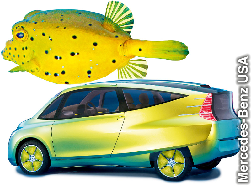 Un pez cofre y un prototipo de auto