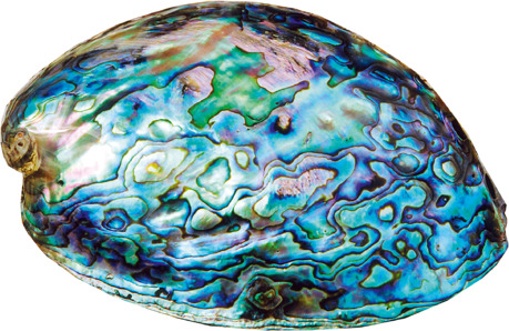 An abalone shell