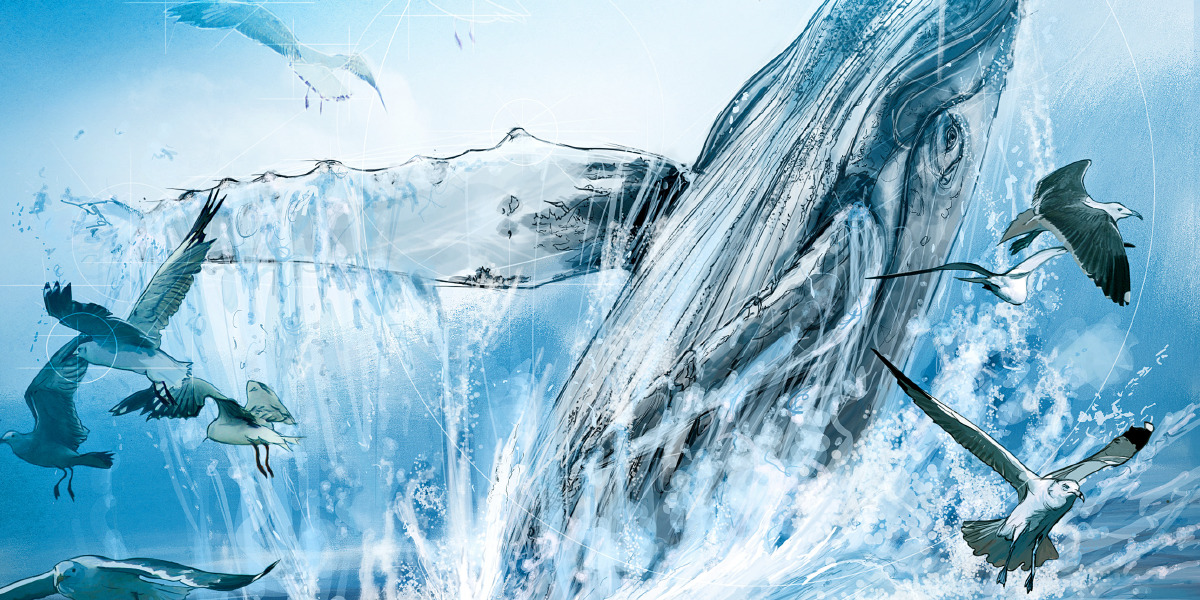 Seagulls and a whale