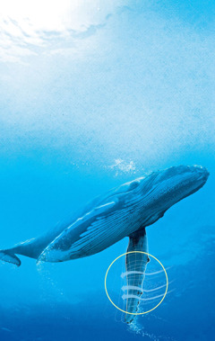 A hosszúszárnyú bálna uszonya