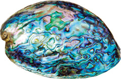 Shell na abalone